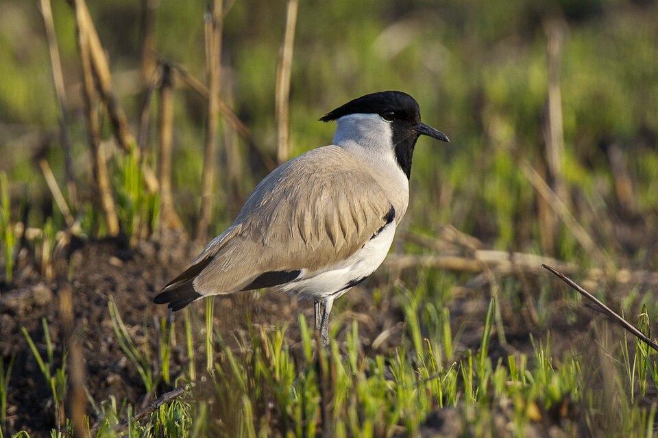 River Lapwing