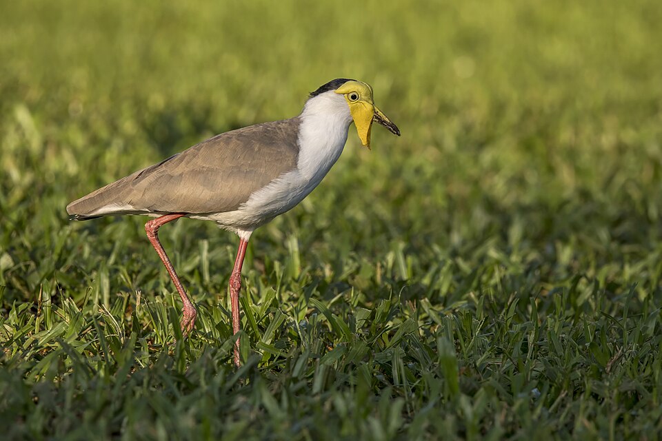Masked Lapwing