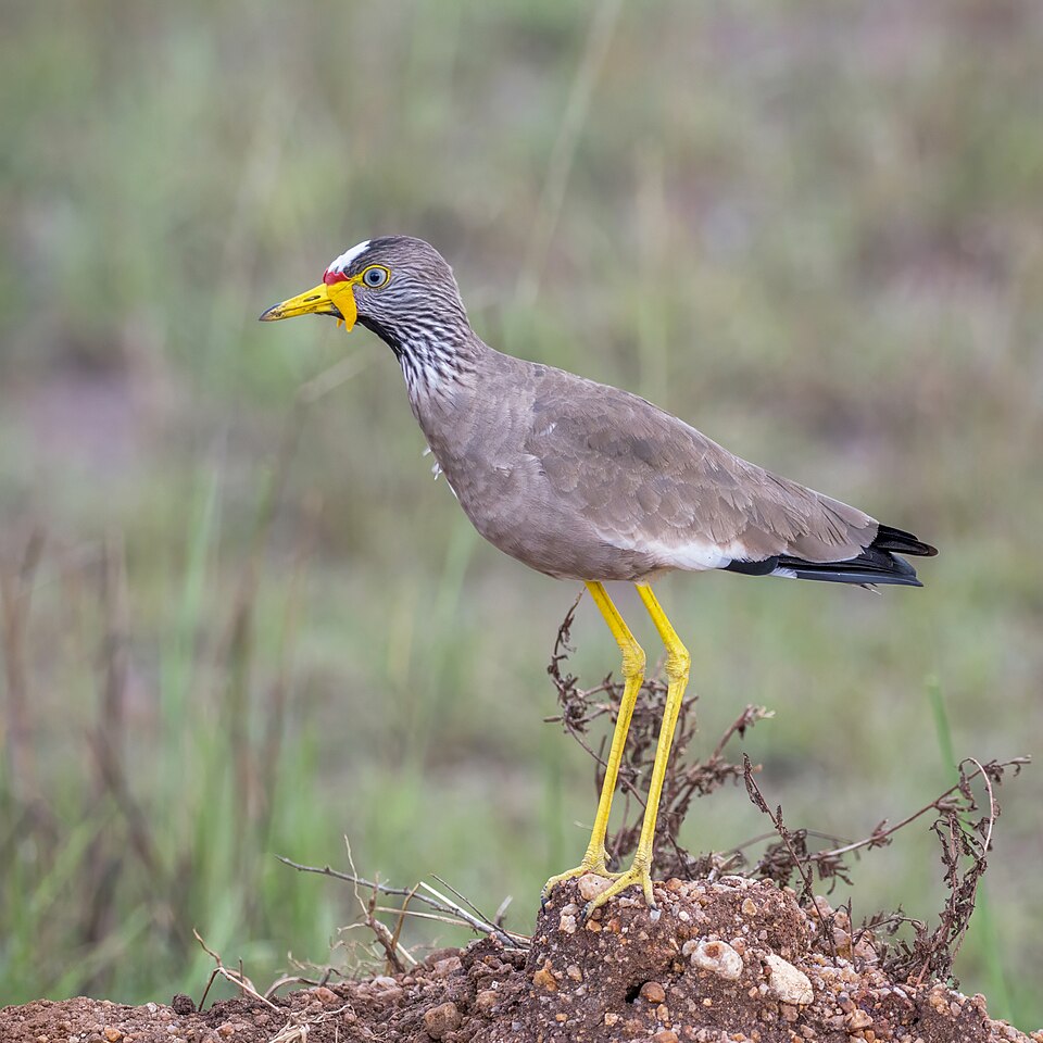 Wattled Lapwing