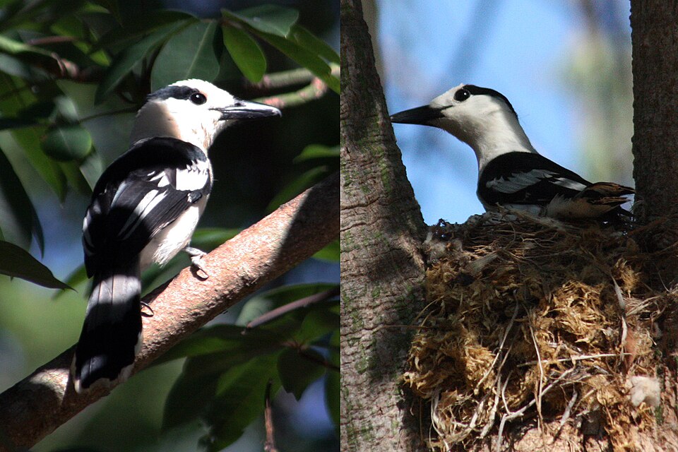 Hook-billed Vanga