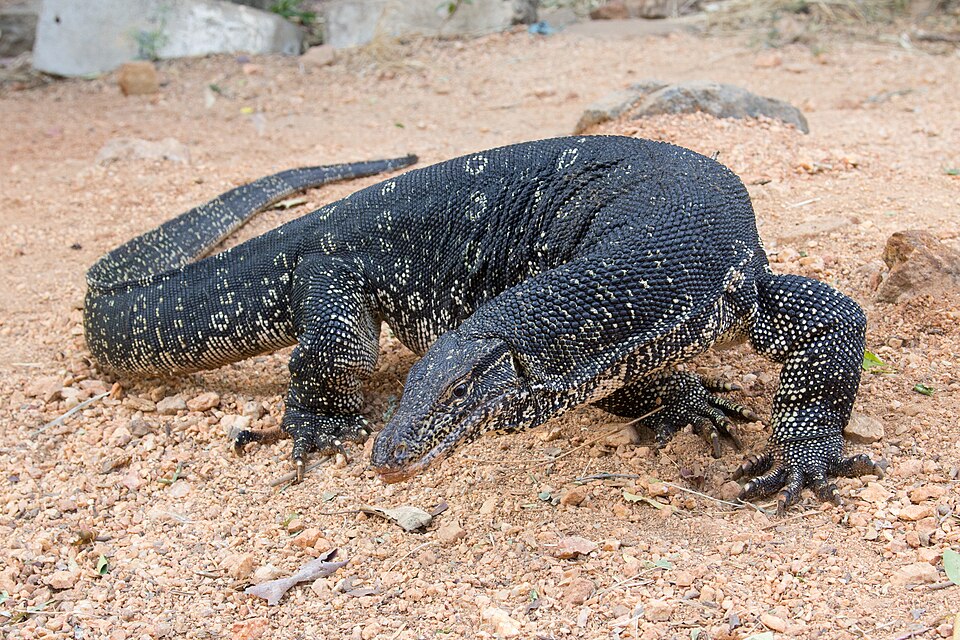 Common water monitor