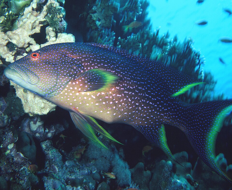 Chameleon Grouper