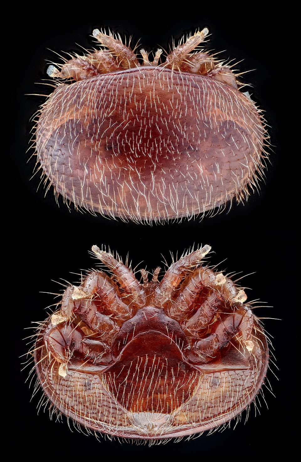 Honey bee mite