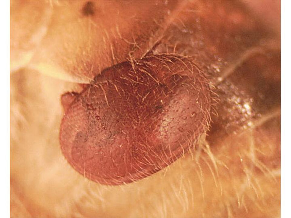 Varroa mite
