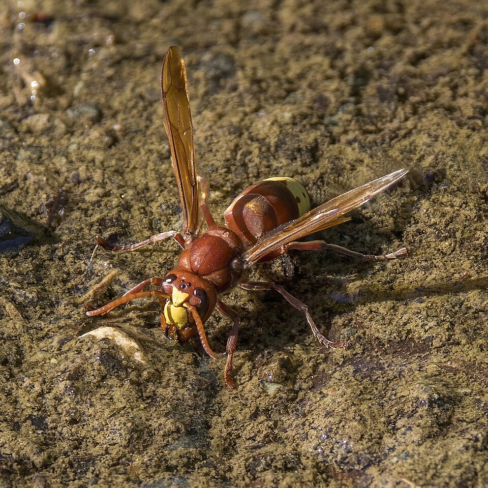 Oriental Hornet