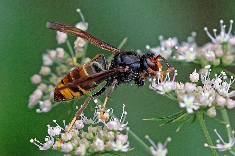 Yellow-legged hornet