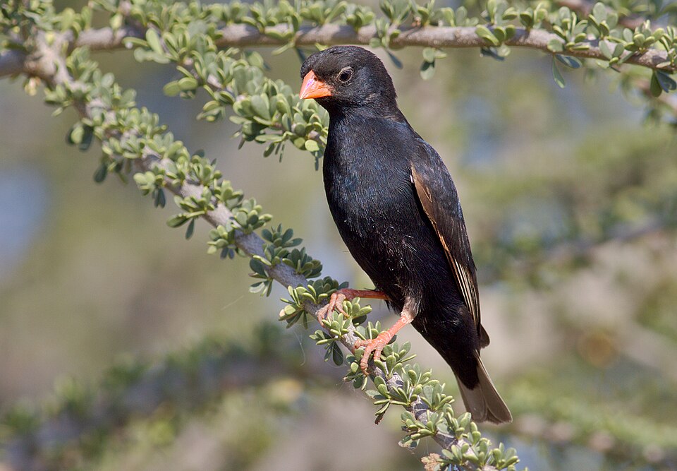 Village Indigobird