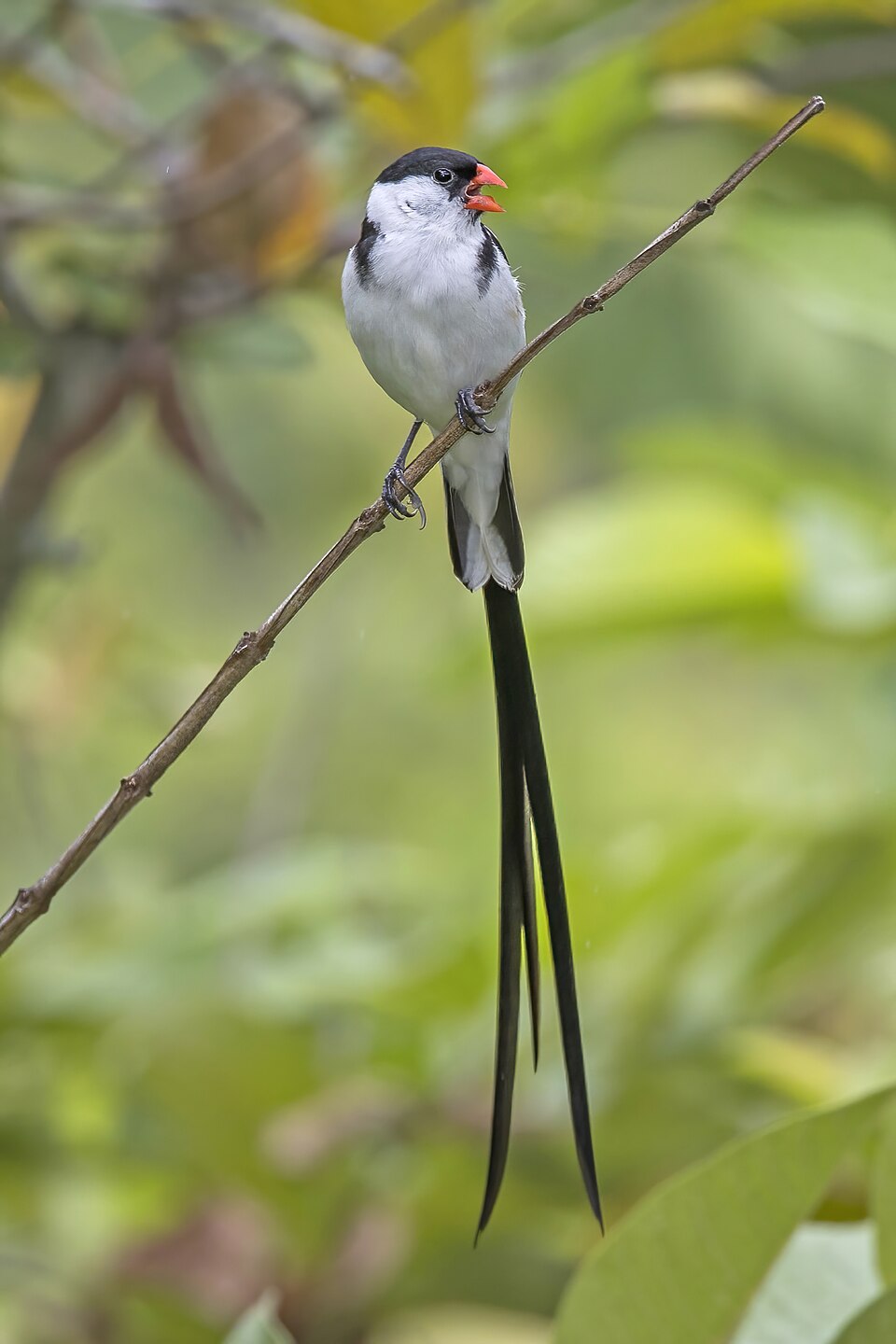 Pin-tailed Whydah
