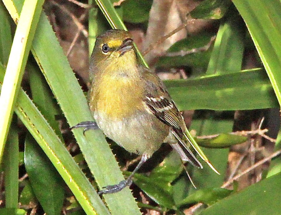 Thick-billed Vireo