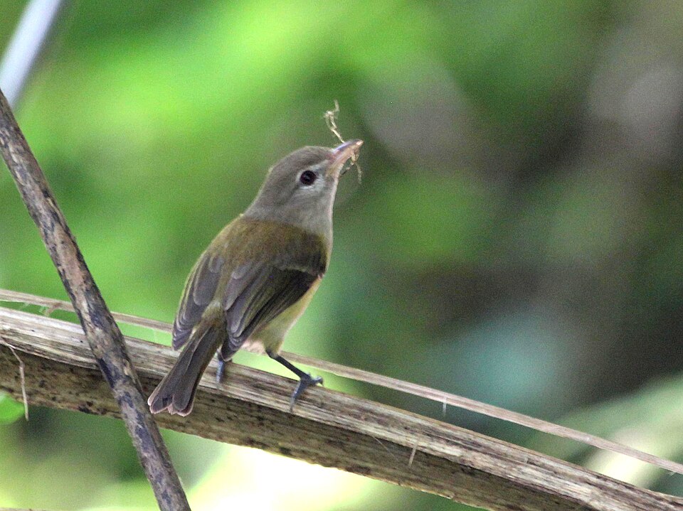 Puerto Rican Vireo