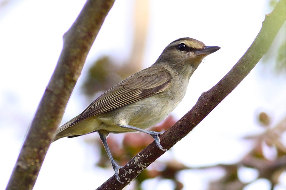 Yucatan Vireo