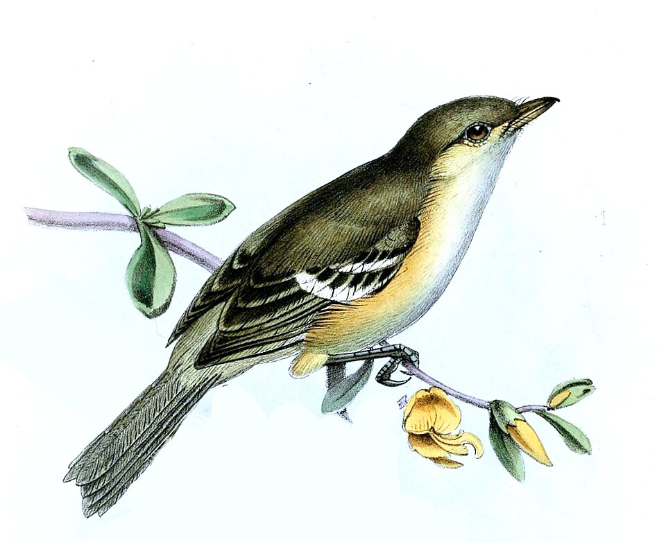 Jamaican Vireo