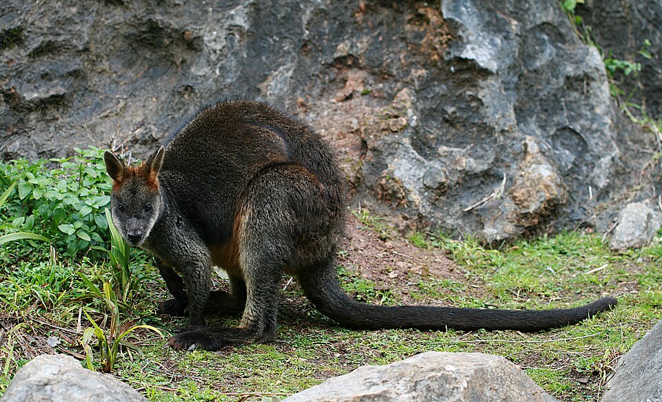 swamp wallaby