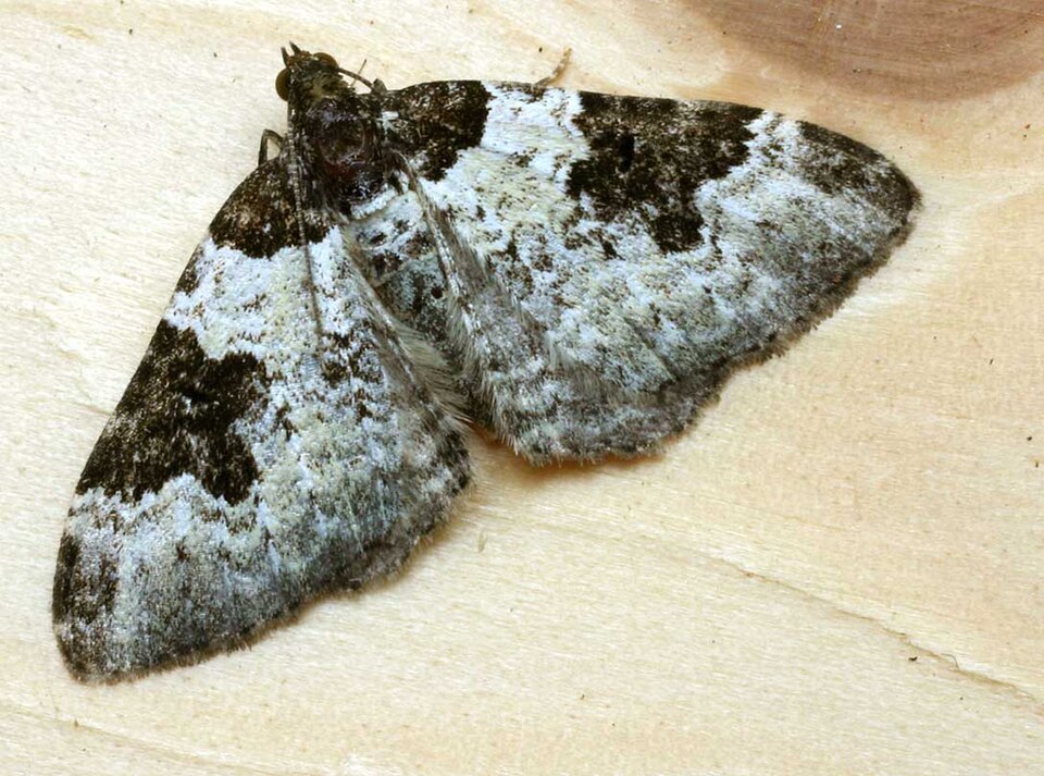 Garden Carpet