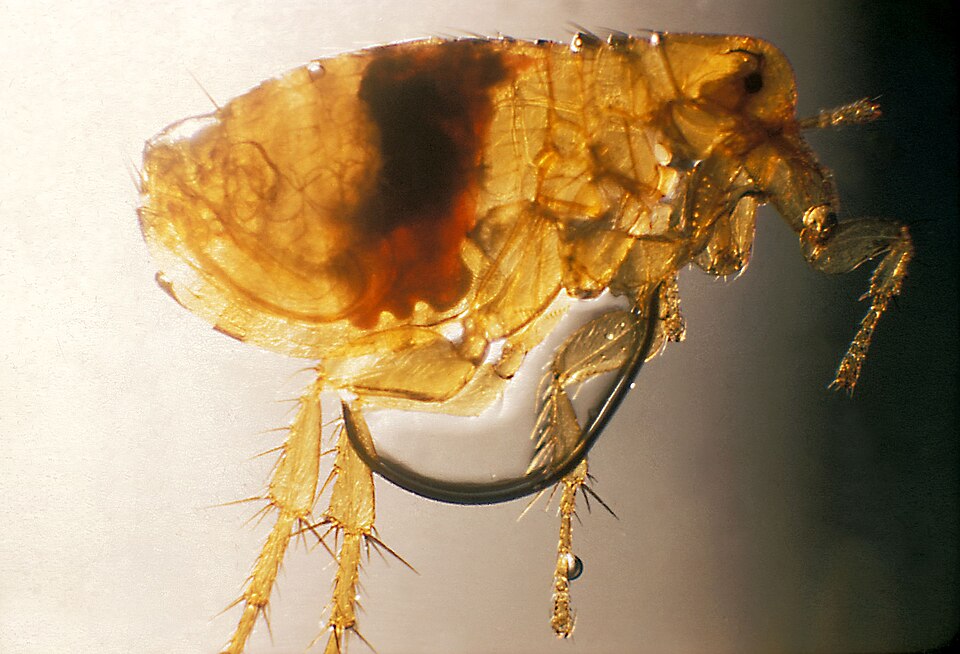 Plague Flea