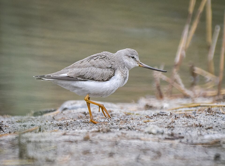 Terek Sandpiper