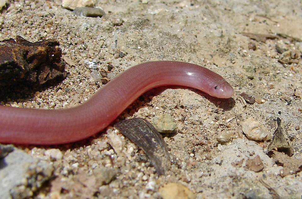 Eurasian Blind Snake