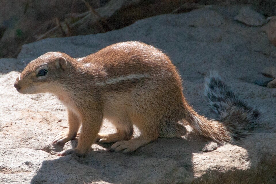 Striped Ground Squirrel