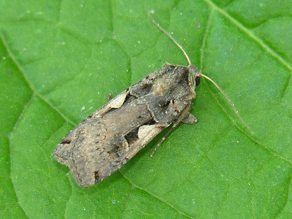 Setaceous Hebrew Character