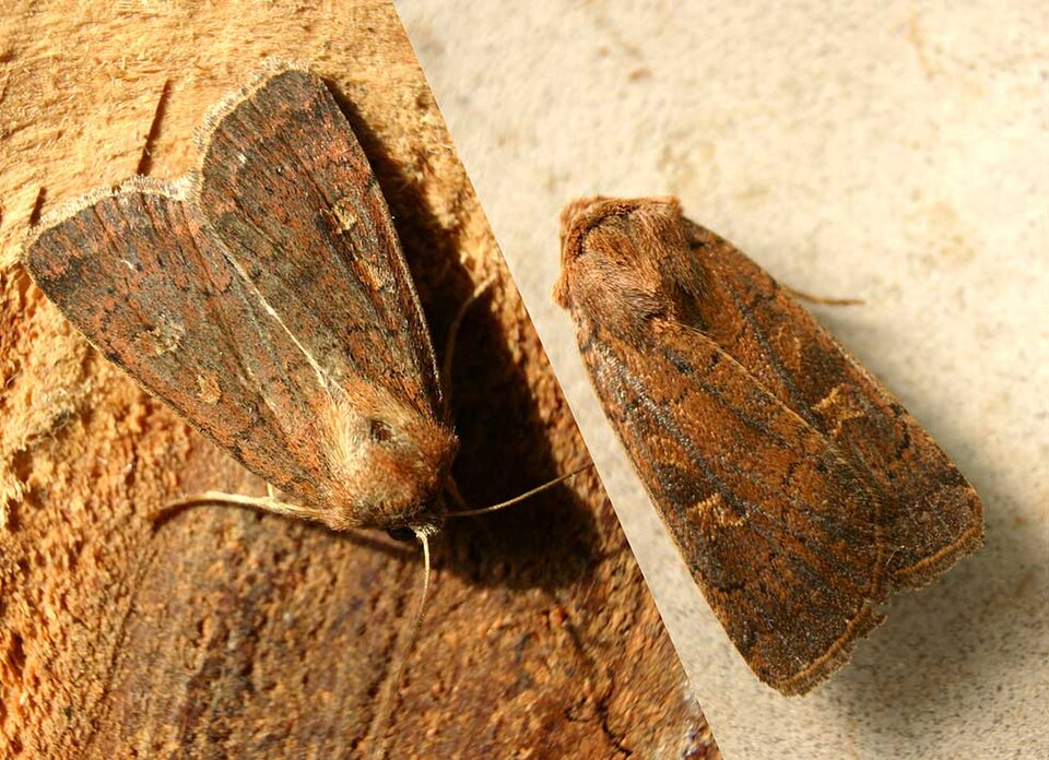 Square-spot Rustic