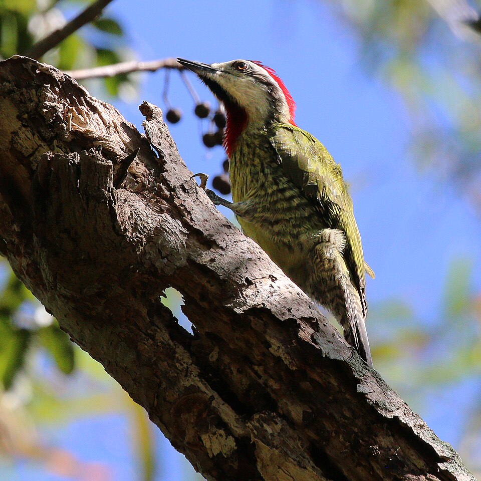 Cuban Green Woodpecker