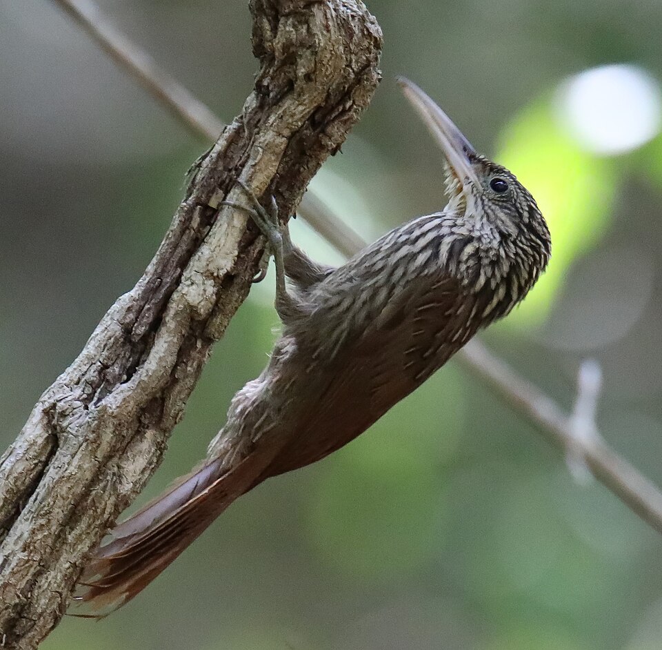 Ivory-billed Woodcreeper