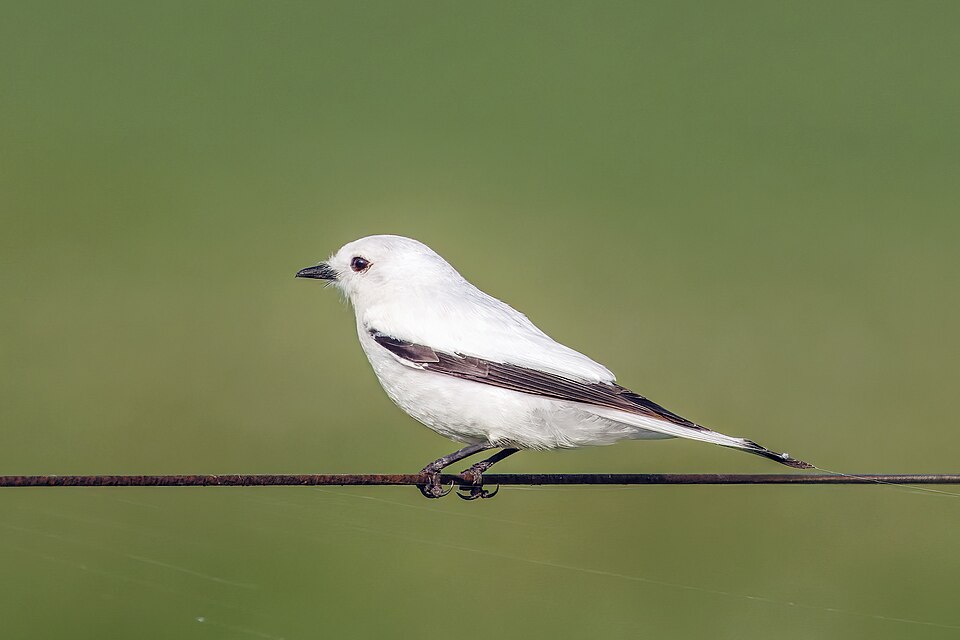 White Monjita