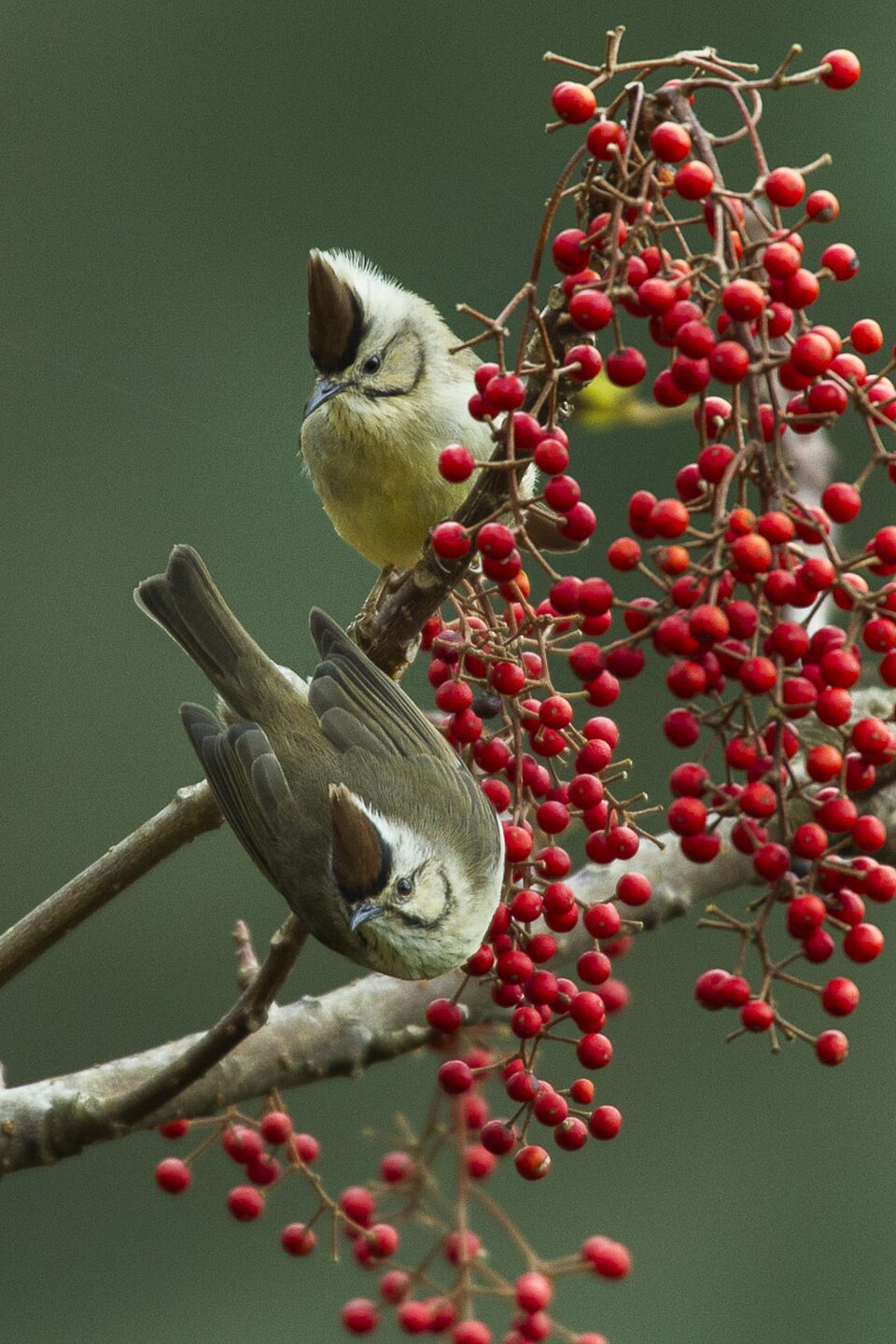 Taiwan Yuhina
