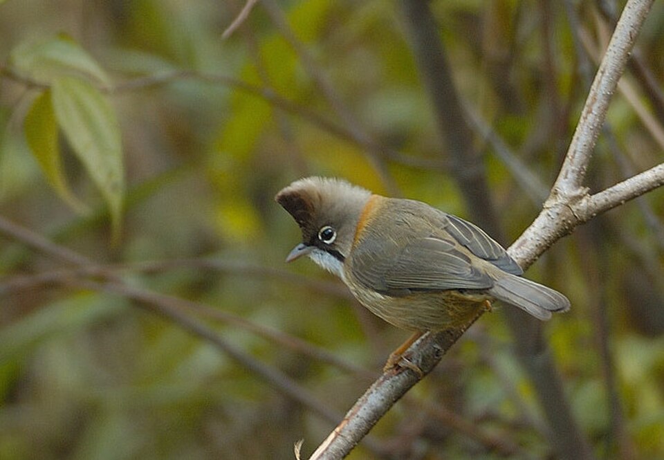 Whiskered Yuhina