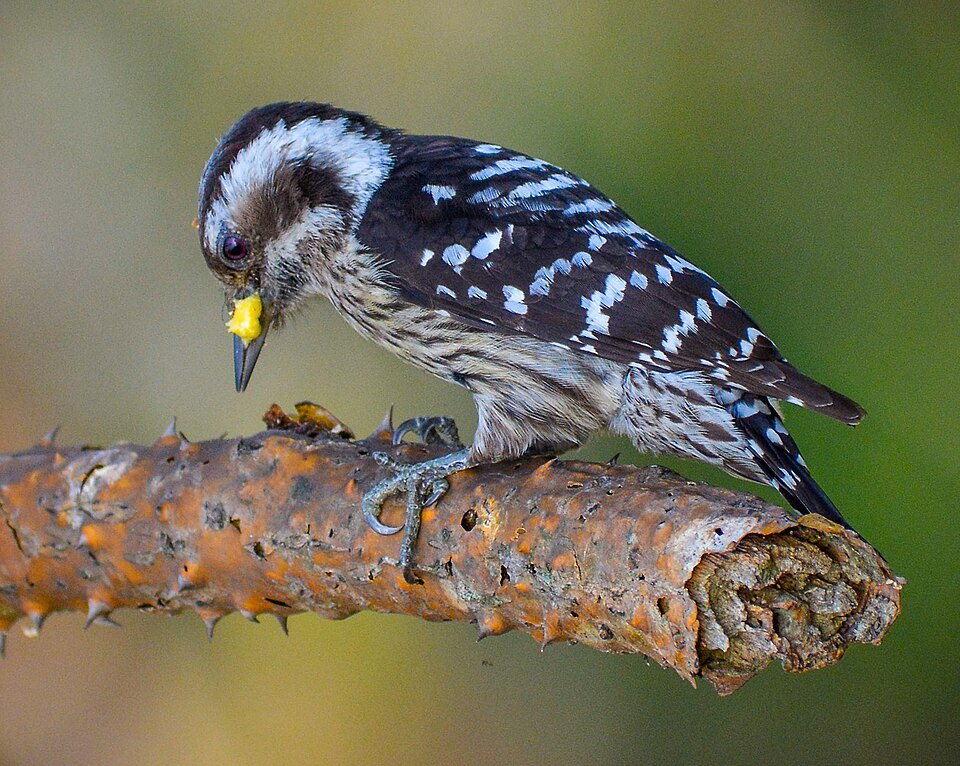Grey-capped Pygmy Woodpecker