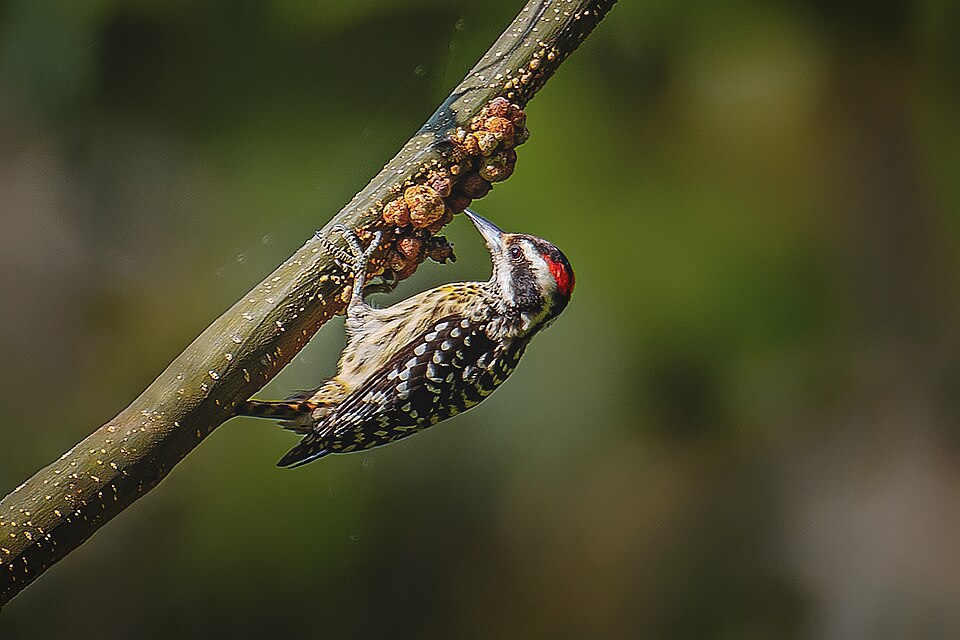 Philippine Pygmy Woodpecker