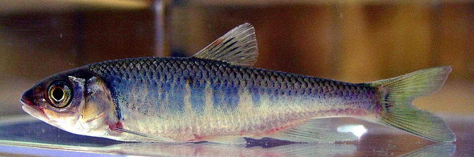 Freshwater Sprat