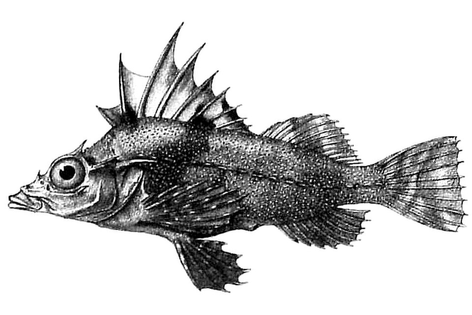 Antarctic horsefish