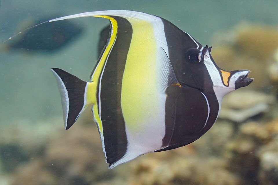 Moorish idol