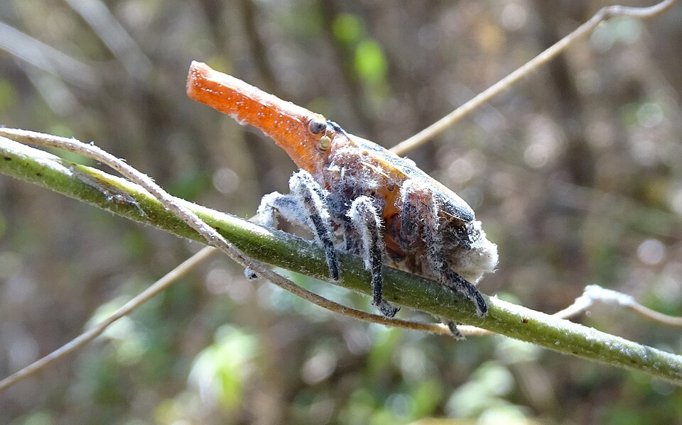 Zanna tenebrosa