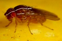 African fig fly