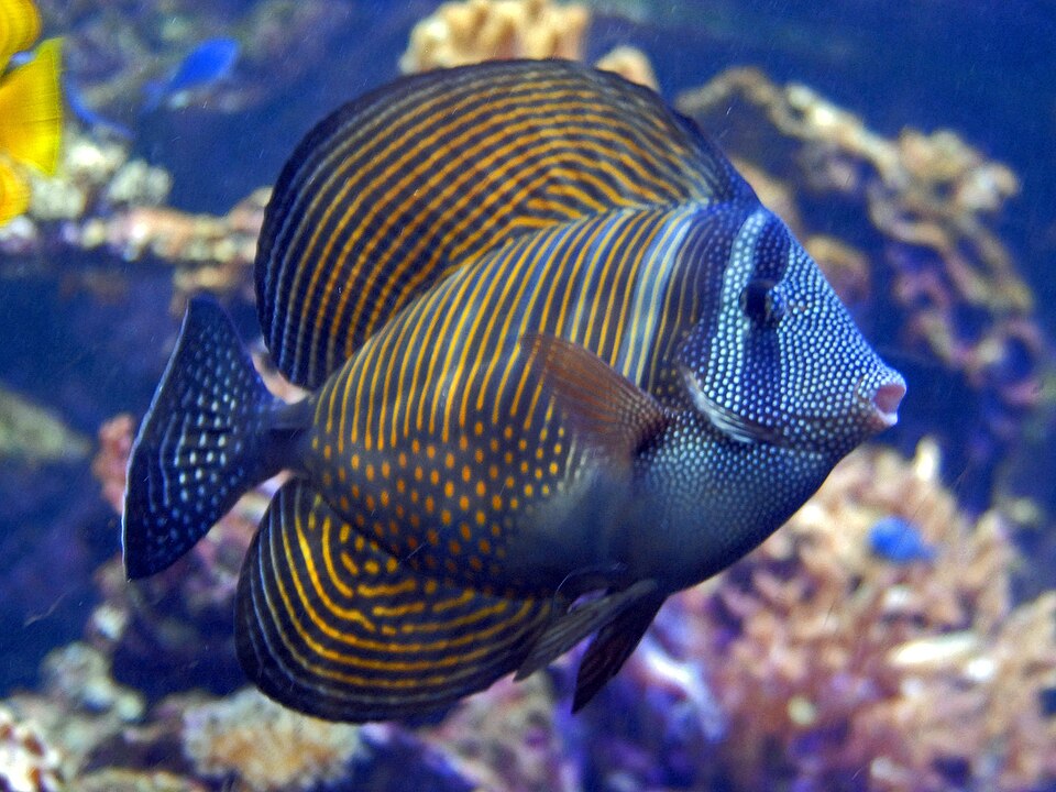 Desjardin's Sailfin Tang