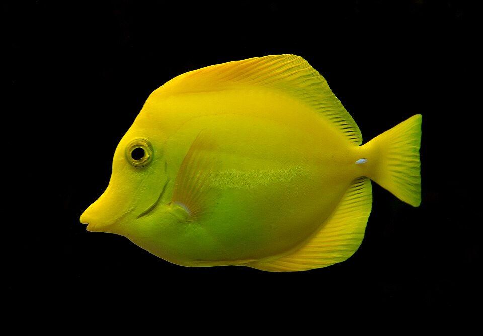 Yellow tang