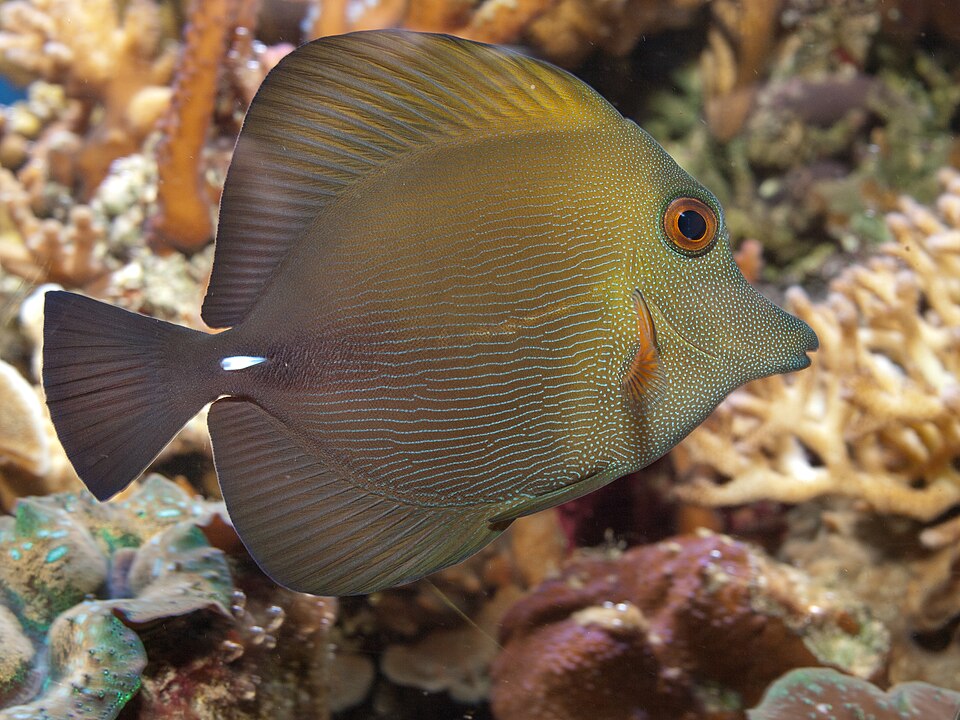 Brushtail Surgeonfish, Twotone tang