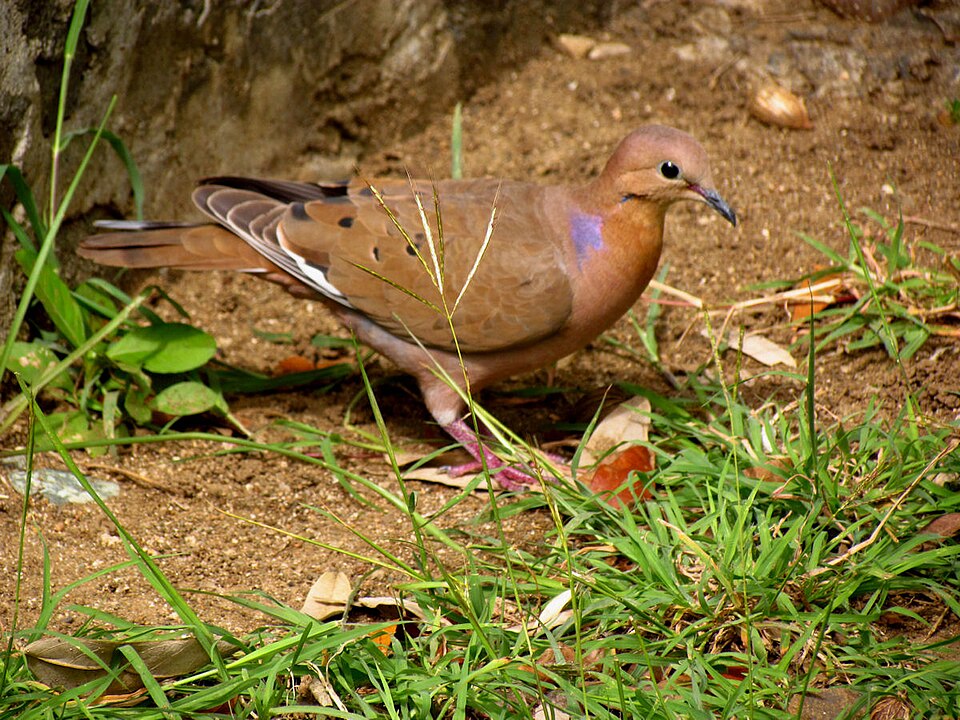 Zenaida Dove