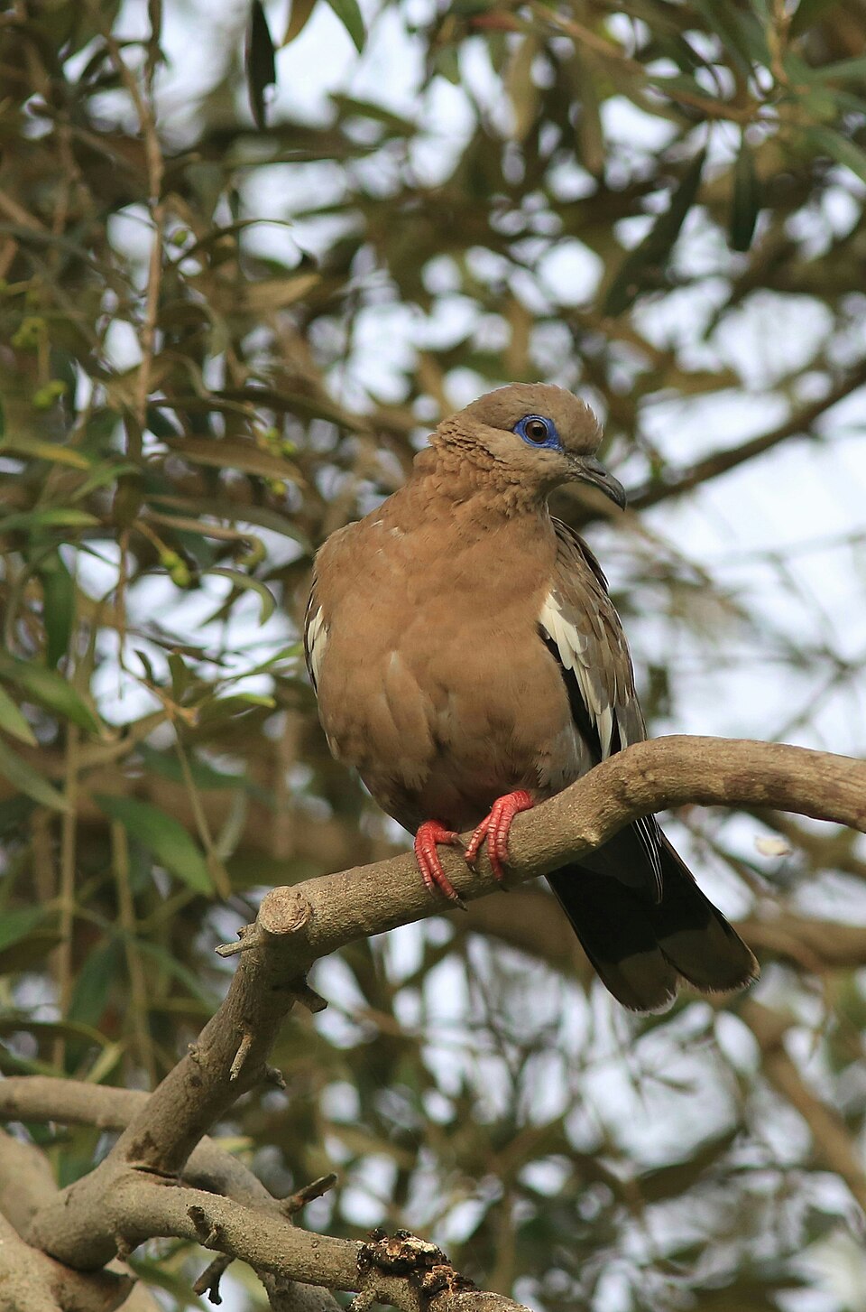 West Peruvian Dove