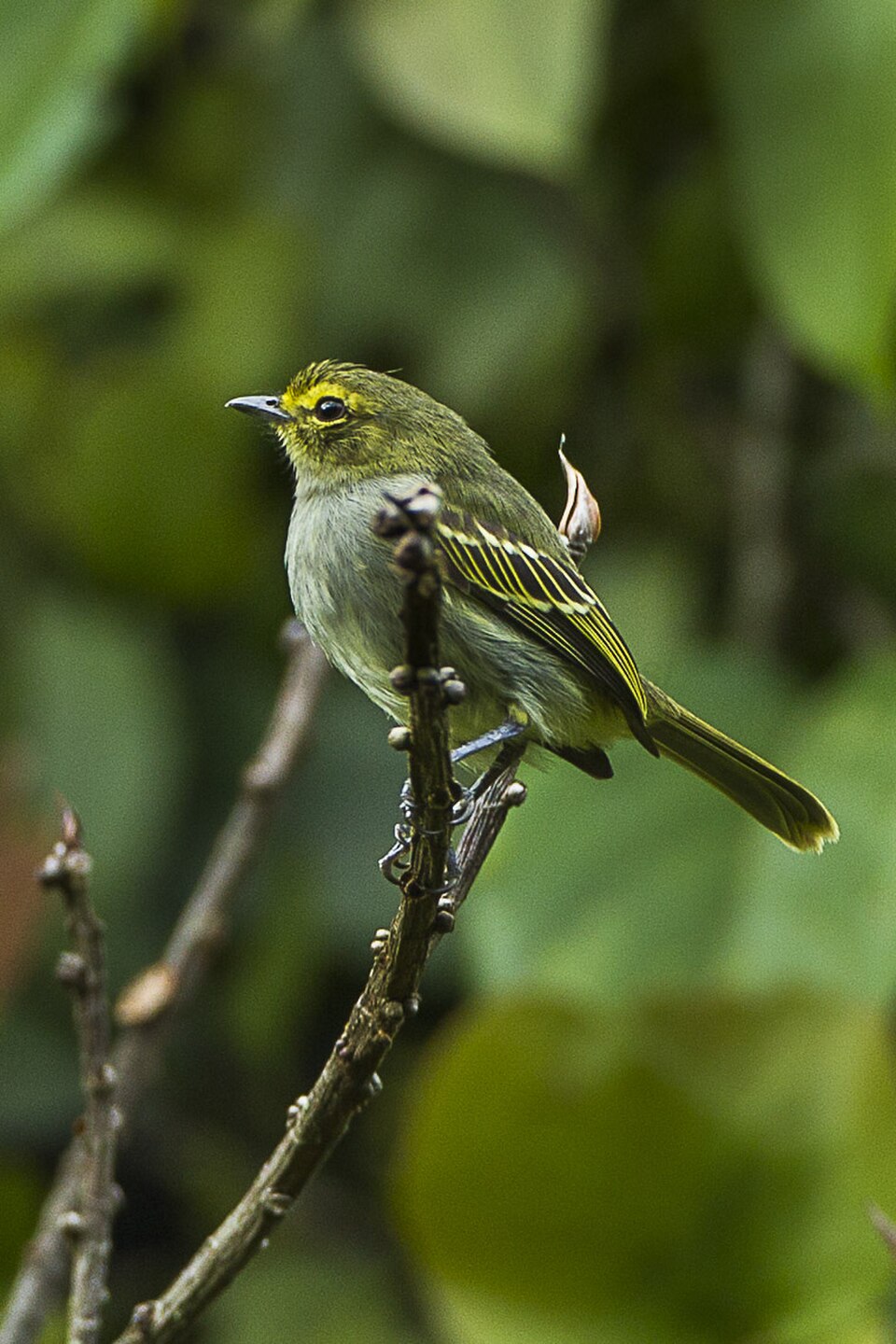 Golden-faced Tyrannulet