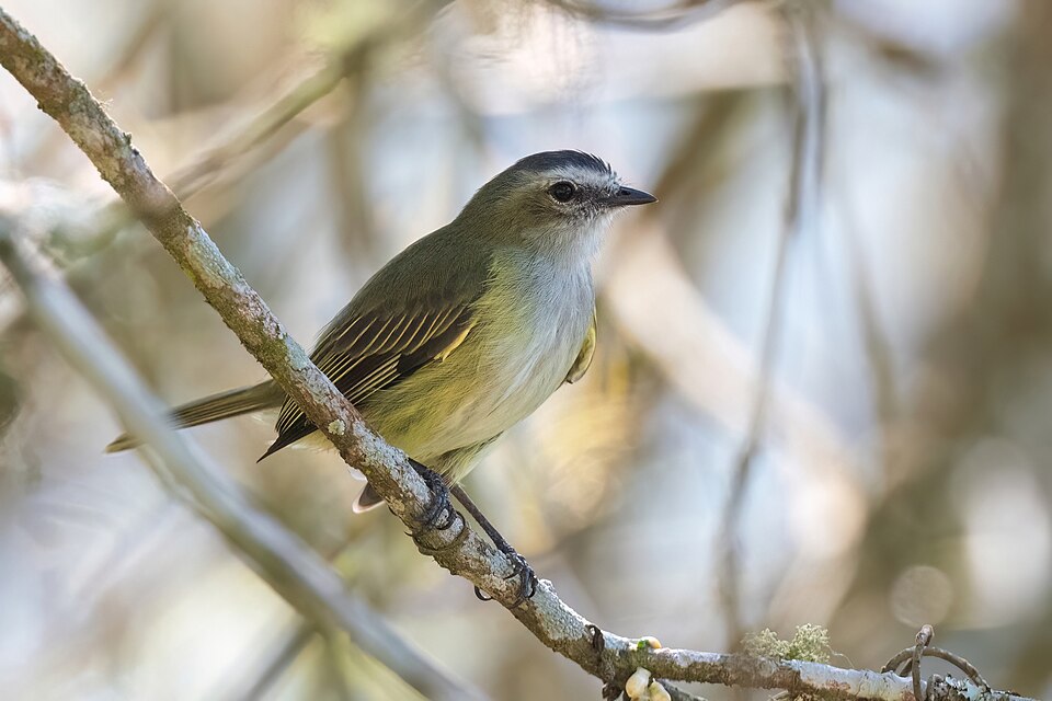 Paltry Tyrannulet