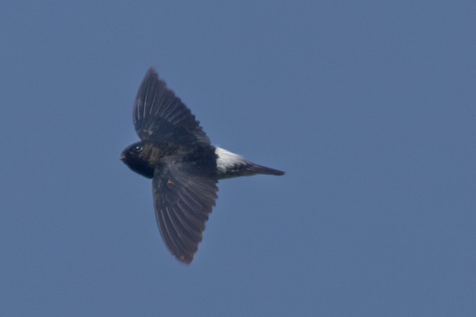 Sao Tome Spinetail