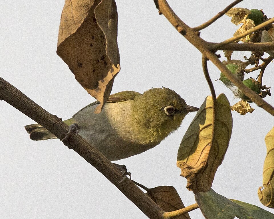 White-breasted White-eye
