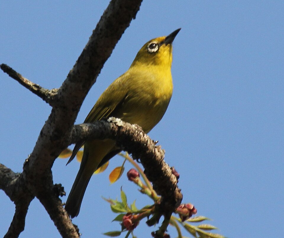 Southern Yellow White-eye