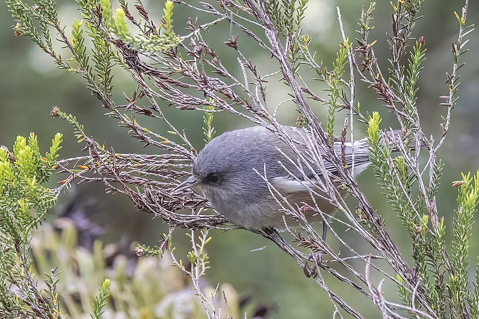 Reunion Gray White-eye
