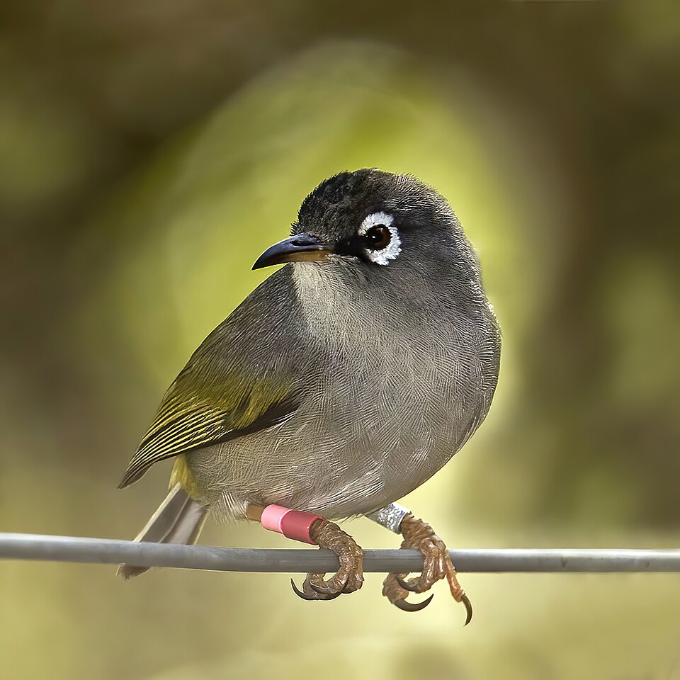Mauritius White-eye