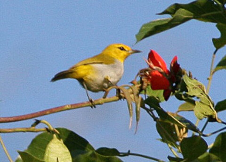 Ashy-bellied White-eye