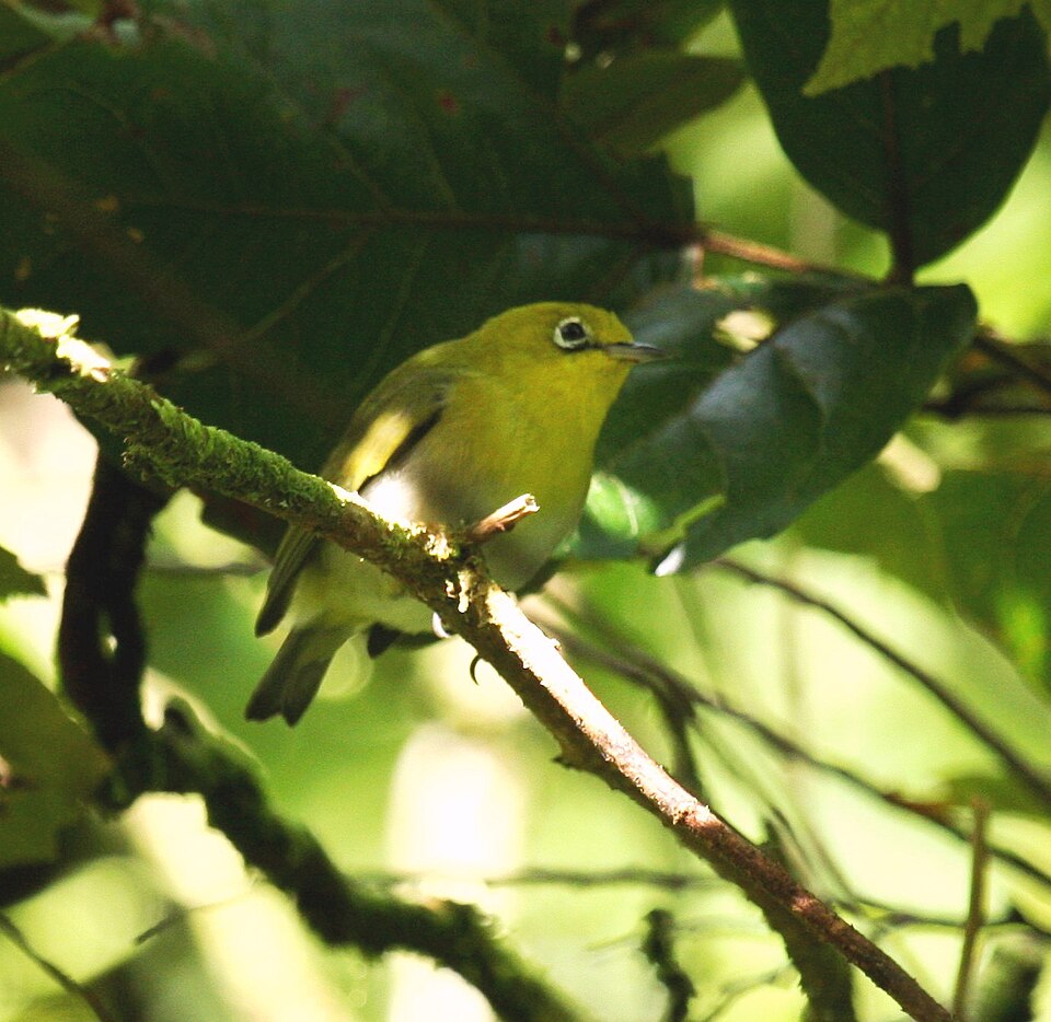 Layard's White-eye